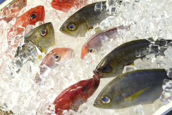 Diseño pagina web pescaderia PYMECO